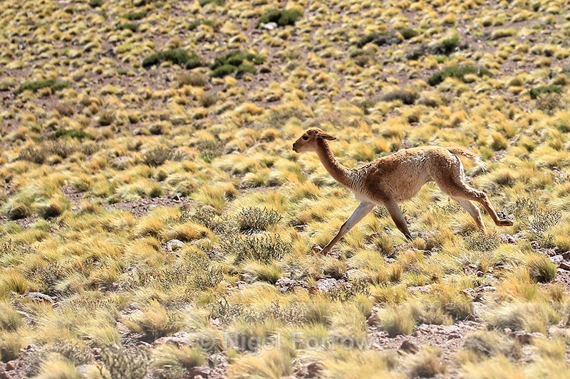 Vicuna running, near Salar de Talar, Atacama Desert, Chile - Vicuna