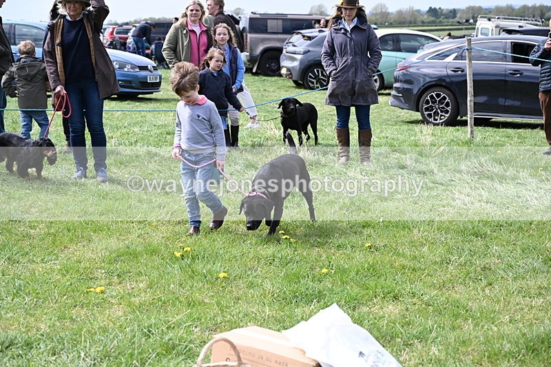 WJ6_8988 - Class 8 Best Working / Gun Dog or Bitch