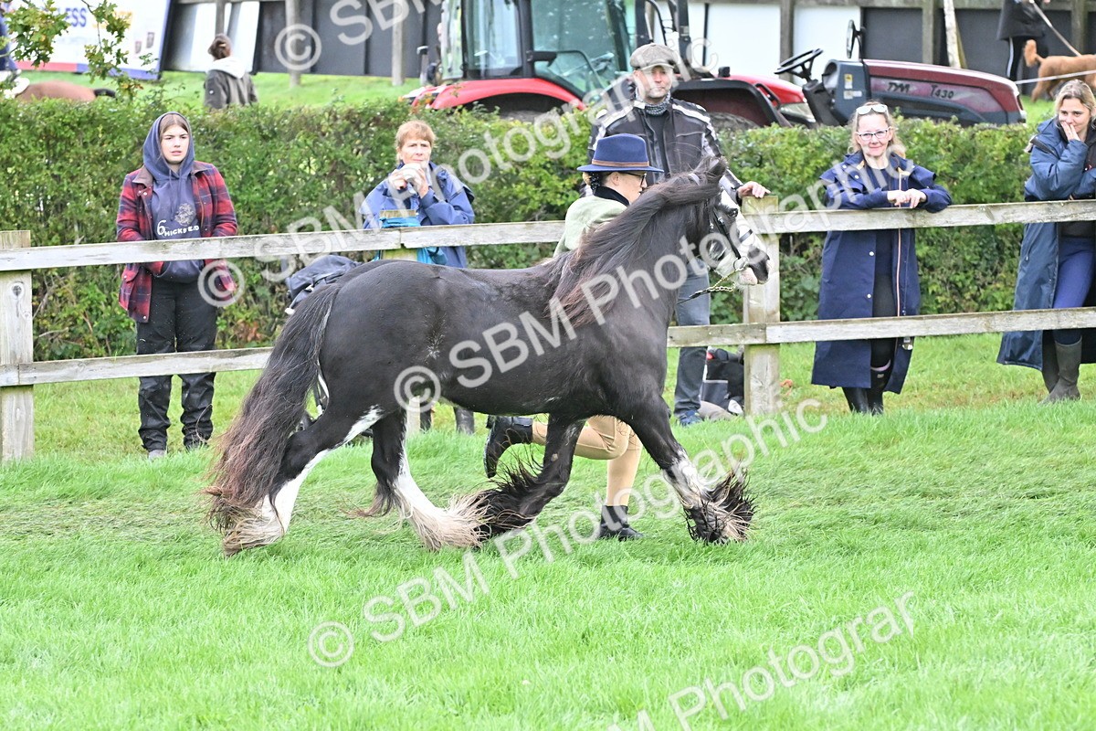 SBM_56959 - S45 - Coloured Pony In Hand