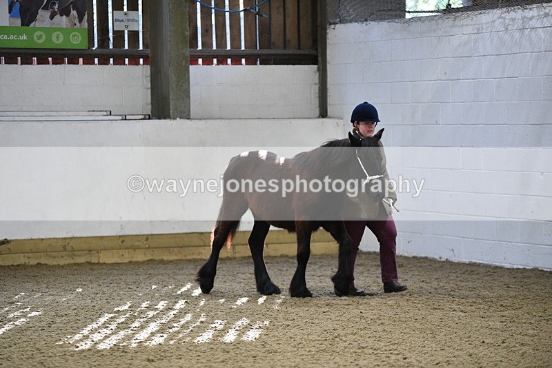 WJ5_3342 - Class 1 Youngstock