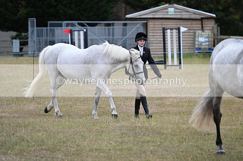 WJ7_9029 - Class 4a Prettiest Mare 14.2hh and over