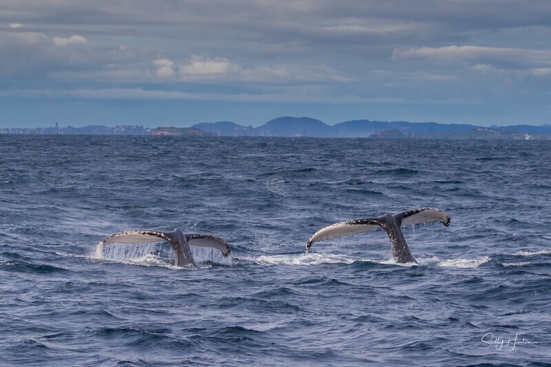 Synchronized Humpbacks 1. 0A3A0261 - 2025 Whales