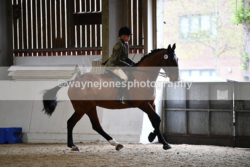 WJ5_9013 - Class 15 Ridden Show Horse