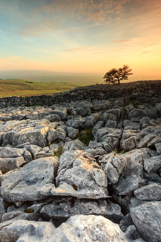 Dales Tree - Distant Hills