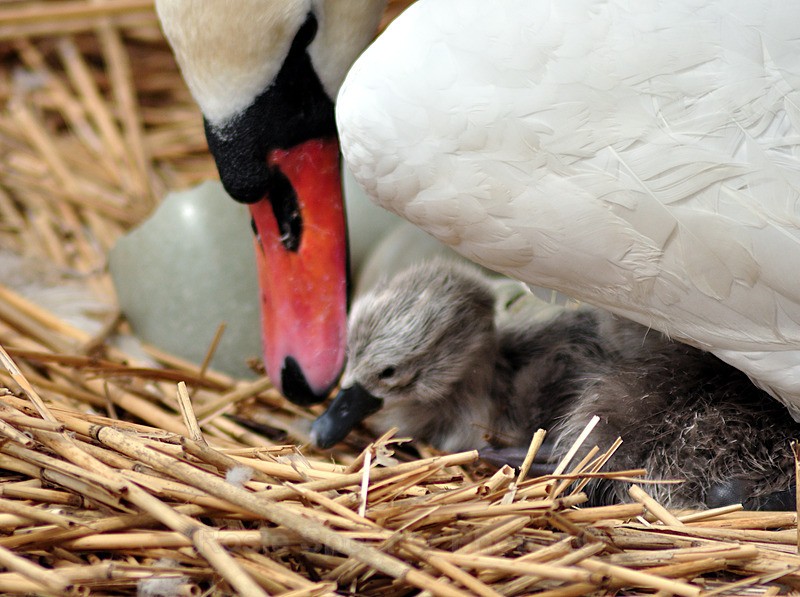  - White Swans and Cygnets