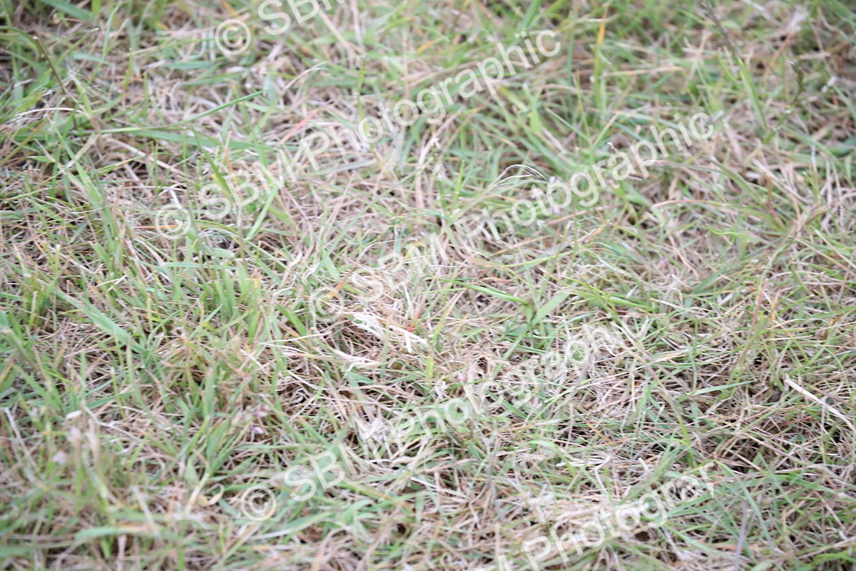 SBM_05708 - Class 12-15 - HOYS Private Driving