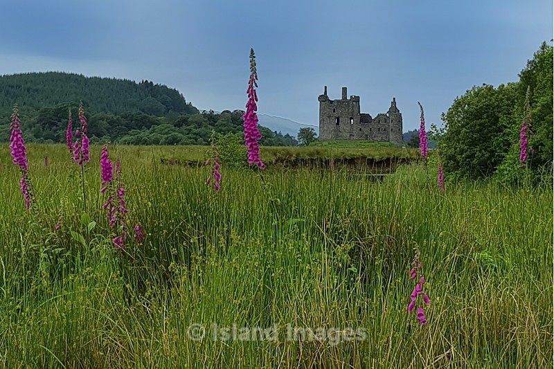 Foxgloves on the walk to Kilchurn Castle - Kilchurn Castle