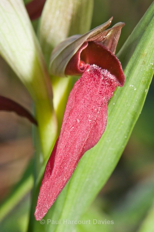 Scarce Serapias (Serapias neglecta) - Orchids - Serapias