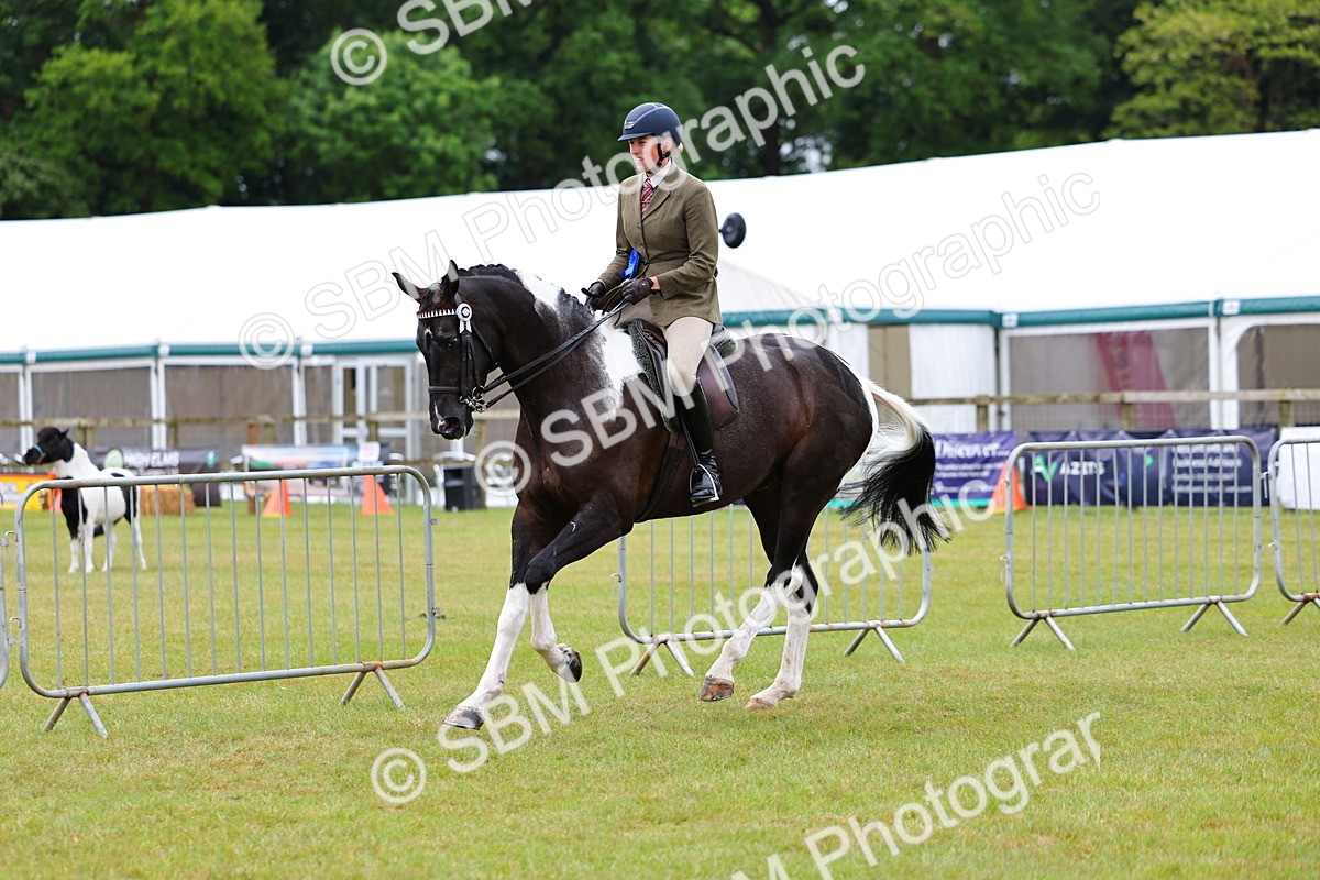 SBM_02642 - Class 9-11 Side Saddle including LIHS Rising Star Ladies Show Horse
