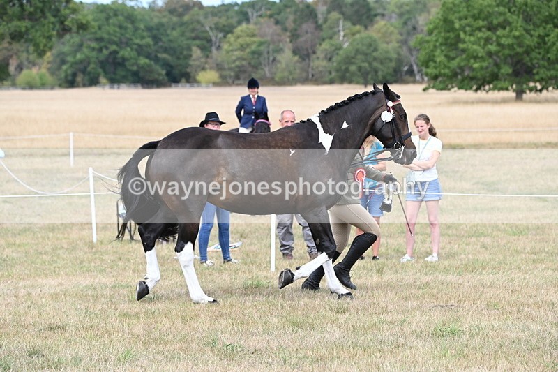WJ6_6365 - Class 19 In-hand Veterans (Uploaded correct folder)