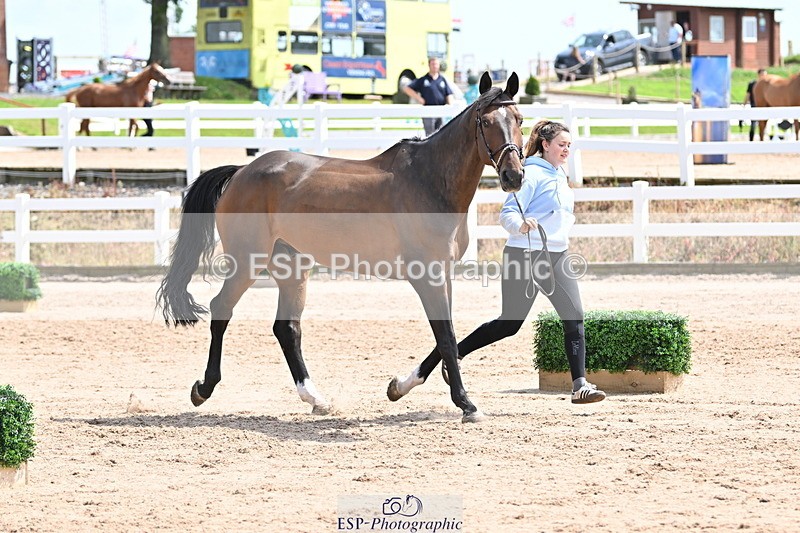 240717A-144929-02320 - Trot Up 2pm to 3pm - This folder is not in time order