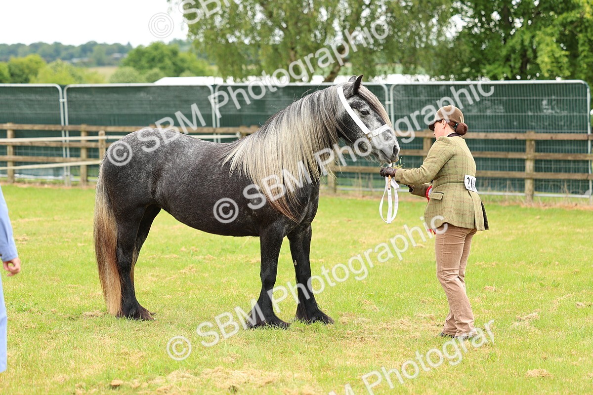 SBM_00605 - Class 58-67 - M&M Non Welsh Pony In hand