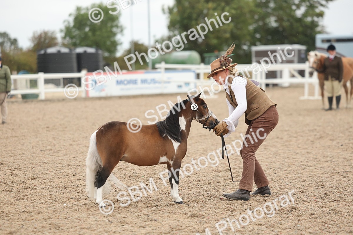 SBM_19367 - Class 317 - IH Pure Bred Horse-Pony