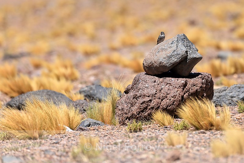 Plumbeous Sierra-Finch, La Pacana, Chile - Plumbeous Sierra-Finch