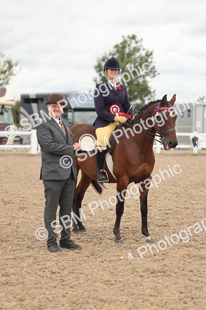 SBM_16064 - Class 311 - Ridden Show pony-Show hunter Pony