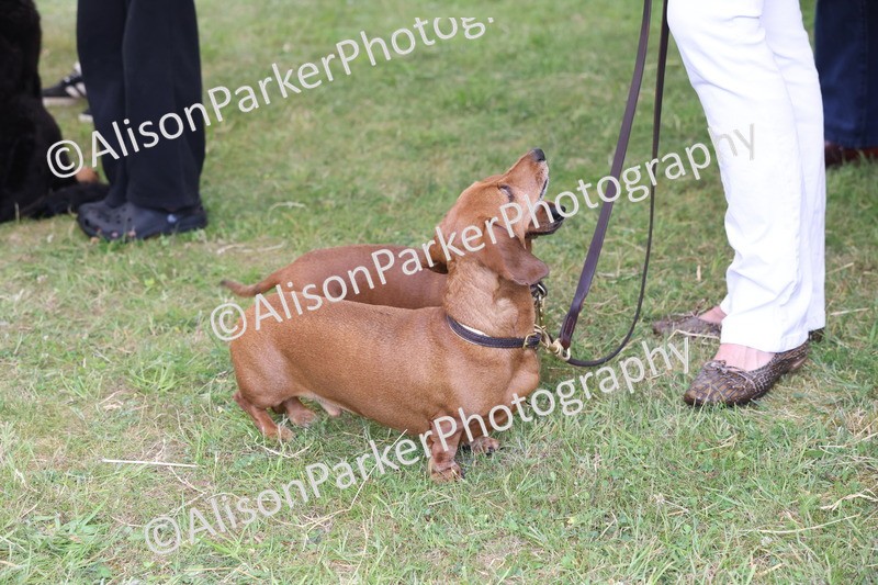 20250607-0455 - Best in Show