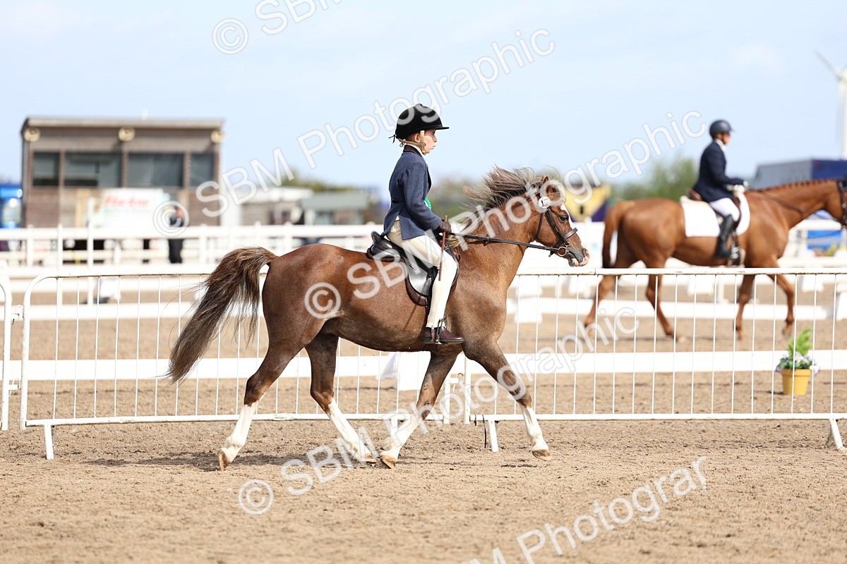 SBM_01949 - Class 18 - Handsomest Gelding - IH or Ridden