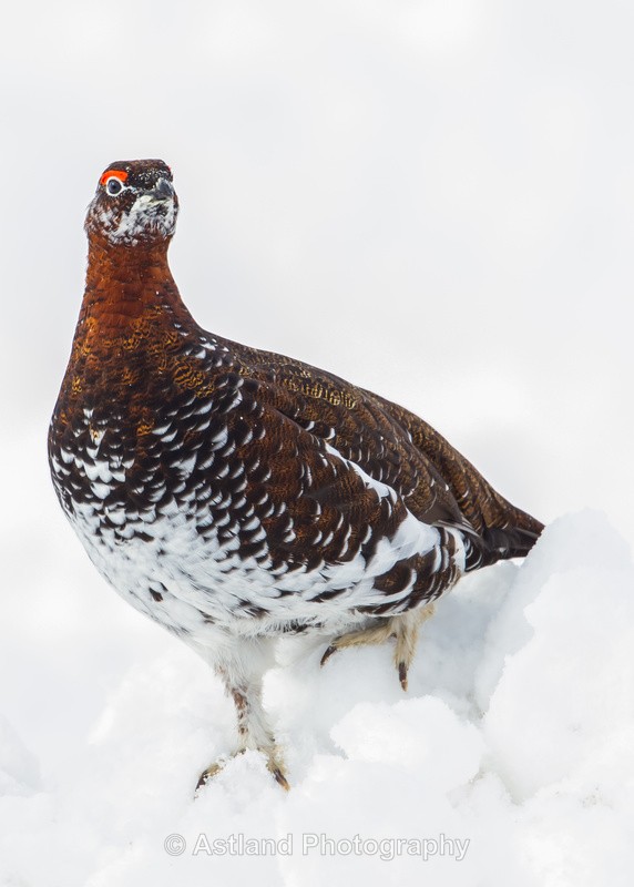 Astland Photography, Bird and Wildlife Images, Susan and Peter Wilson, U.K.