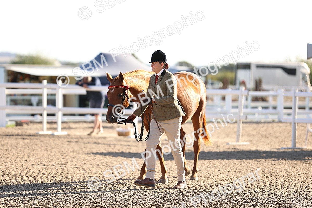 SBM_08356 - Class 401 - IH Veteran Horse