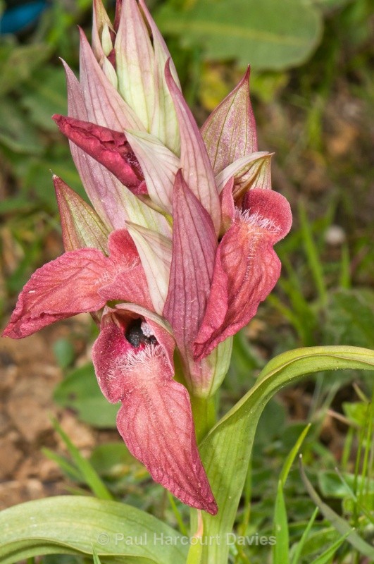 Scarce Serapias (Serapias neglecta) - Orchids - Serapias