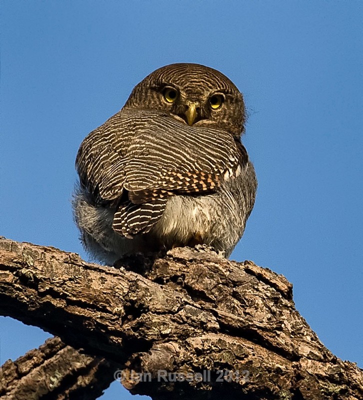  - Indian Safari 2017