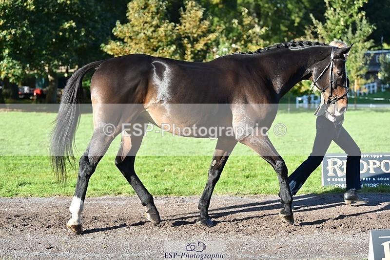 231022-104846-23507 - 489-MY.GALWAY.MAN-Daisy.Hood-TrotUp+SJ