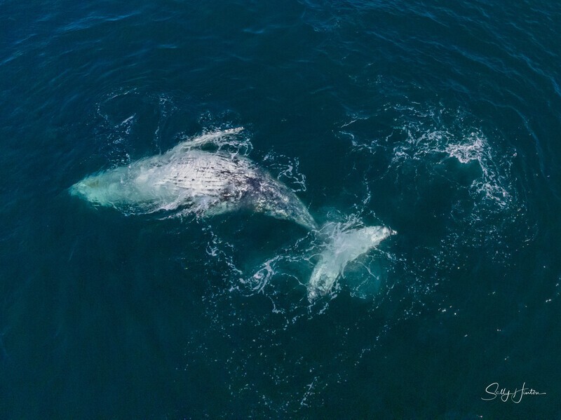 A Pair of Humpbacks Relaxing 11. DJI_0315 - 2025 Drone photos