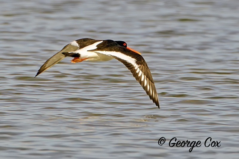 Oystercatcher in Flight - Birds in Flight