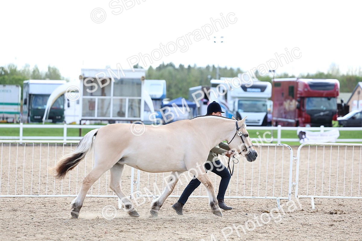SBM_18712 - Class 317 - IH Pure Bred Horse-Pony