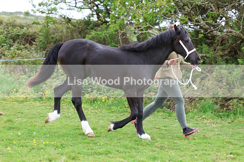 3E7A0809 - In Hand Championship