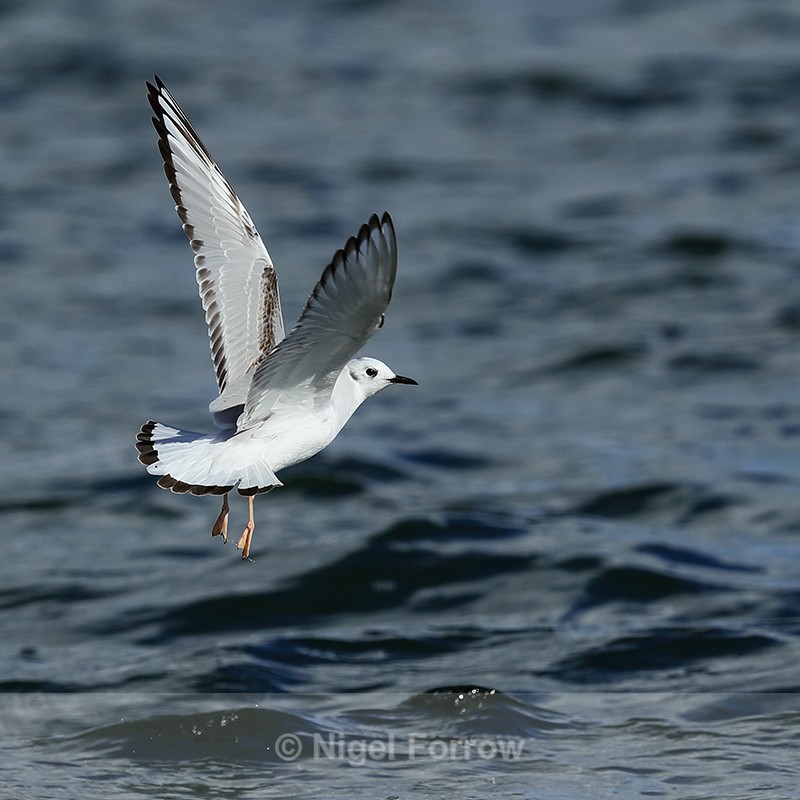Bonaparte's Gull lifts off, Farmoor Reservoir - Bonaparte's Gull
