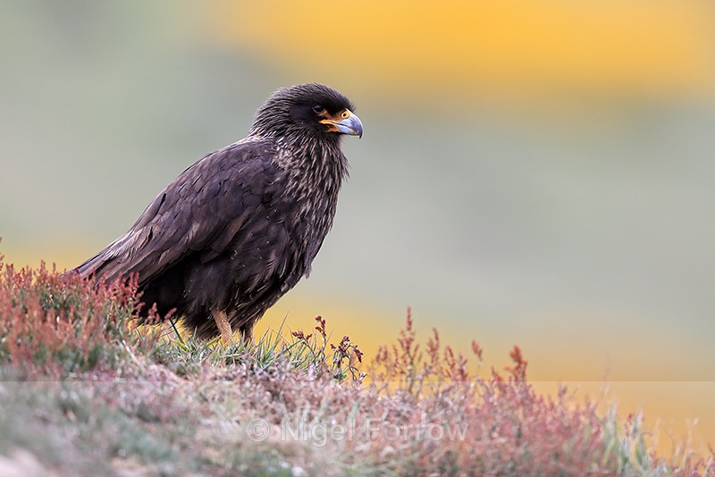 Striated Caracara (adult), Carcass Island, Falklands - Striated Caracara