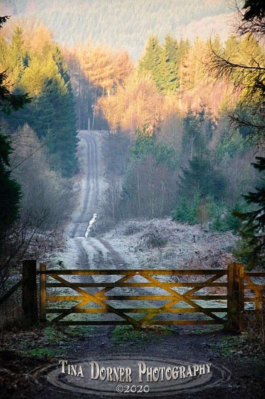 A morning view  of Forest track. Winter Landscape portfolio by Tina Dorner Photography,  Forest of Dean and Wye Valley, Gloucestershire