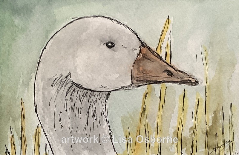 White goose - Animals
