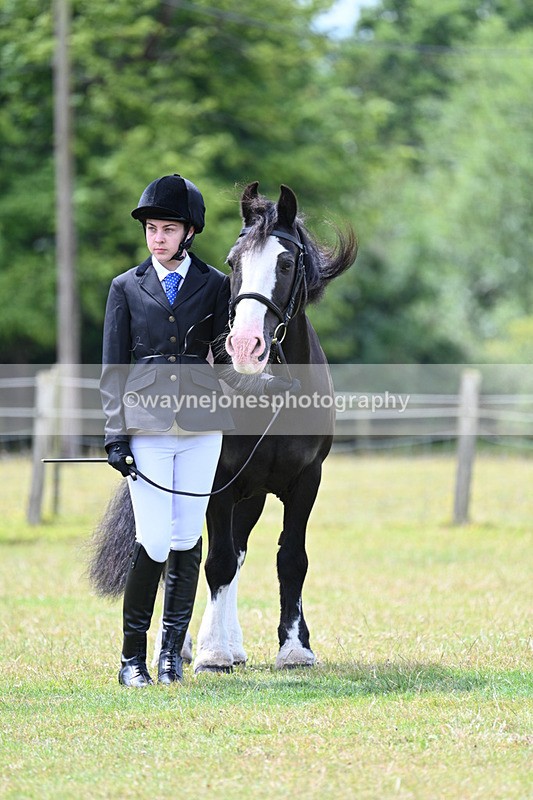 WJ7_6641 - Class 5 Handsome Gelding in hand