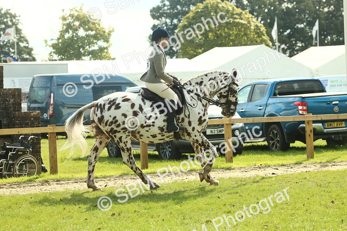 SBM_62467 - S62 - Foreign Breeds Ridden