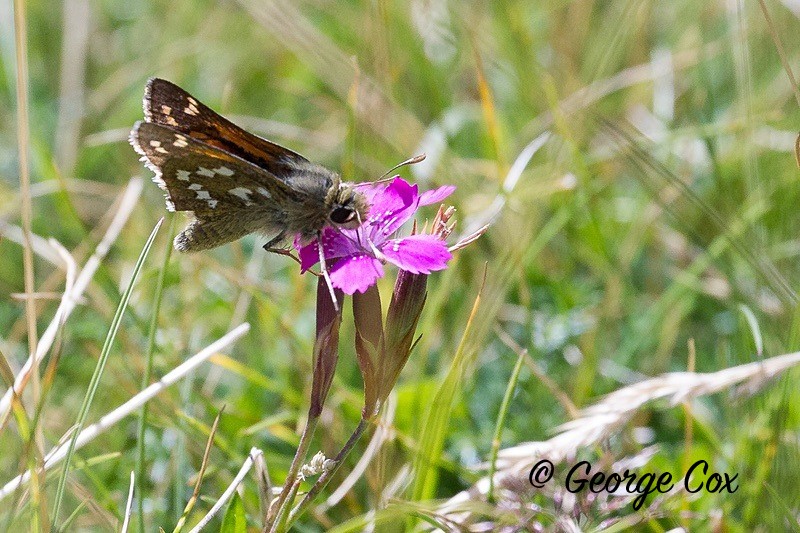 silver spotted skipper pyrenees