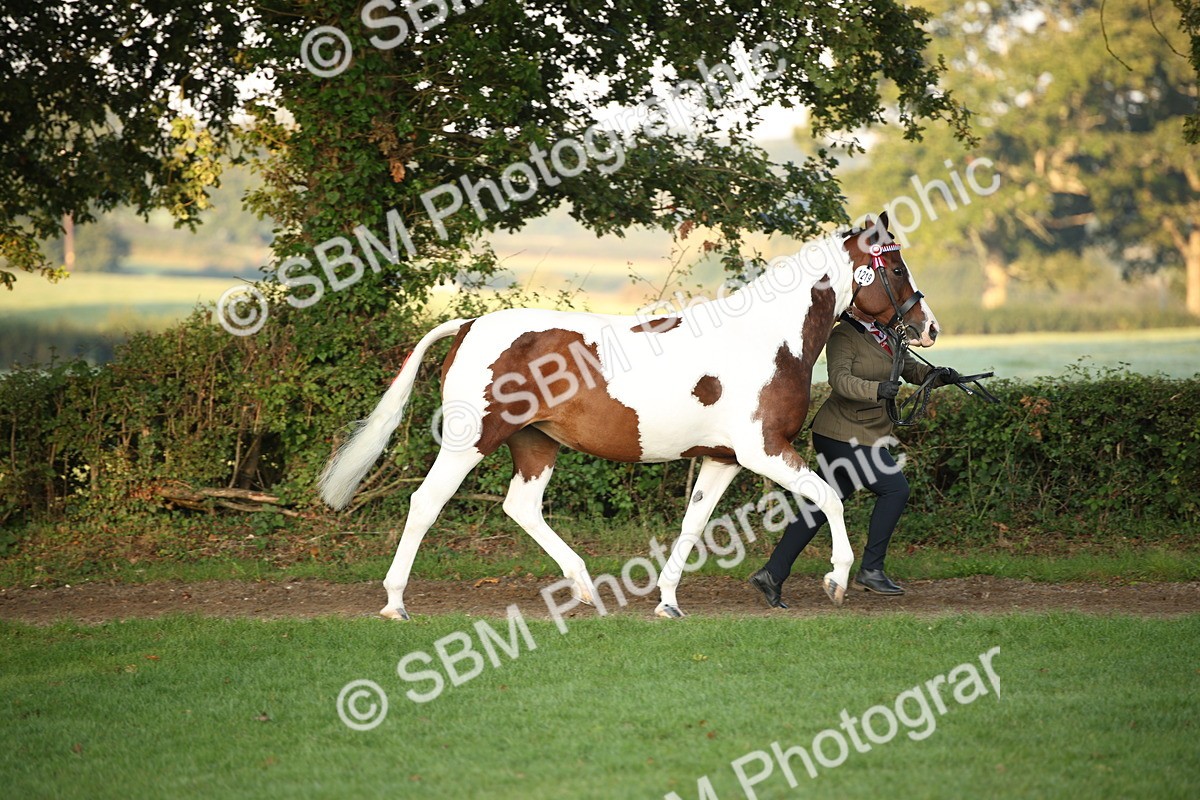 SBM_56809 - S49 - Riding Horse & Hack & Thoroughbred In Hand