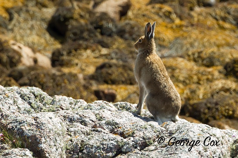 Mountain Hare on Mull - Mammals