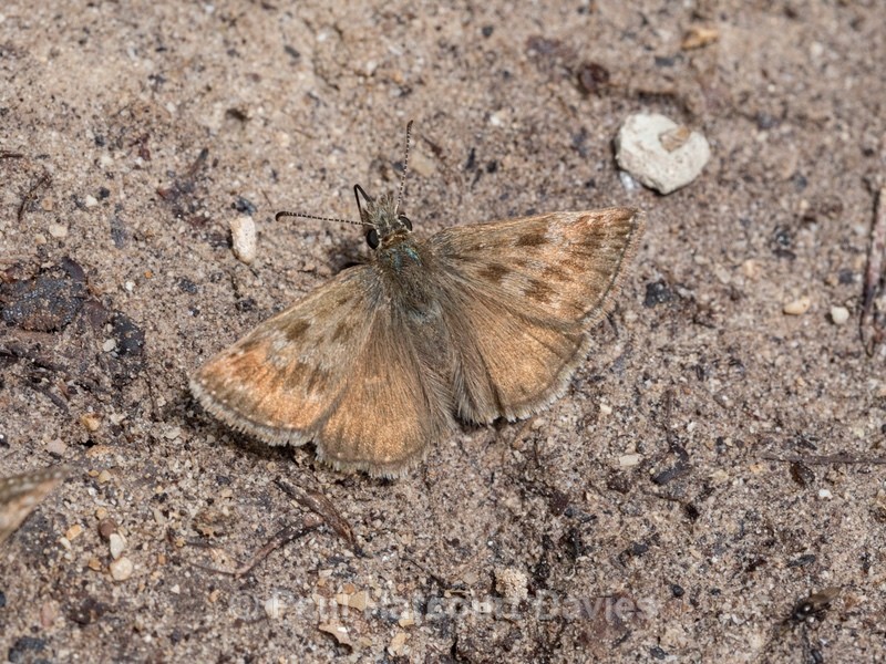 Dingy skipper (Erynnis tages) - Insects, Spiders and other Animals