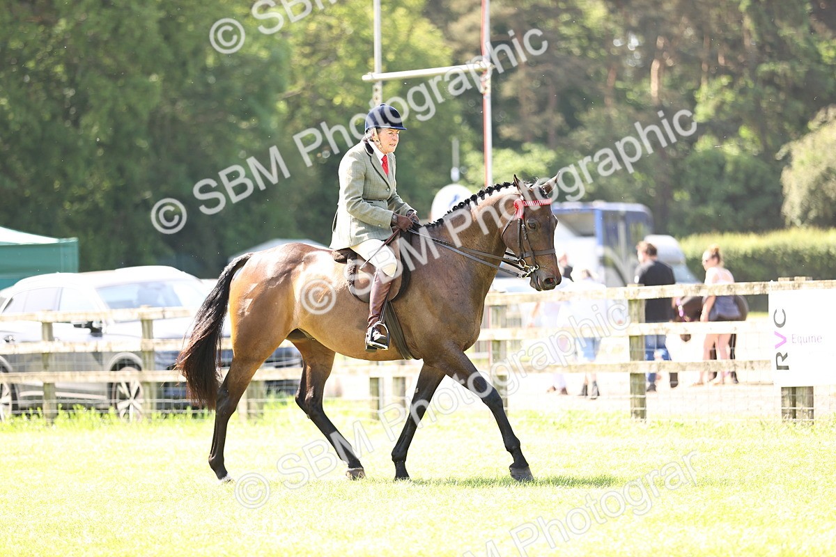 SBM_13085 - Class 75-76 LIHS BSHA Rising Star Hack Riding Horse