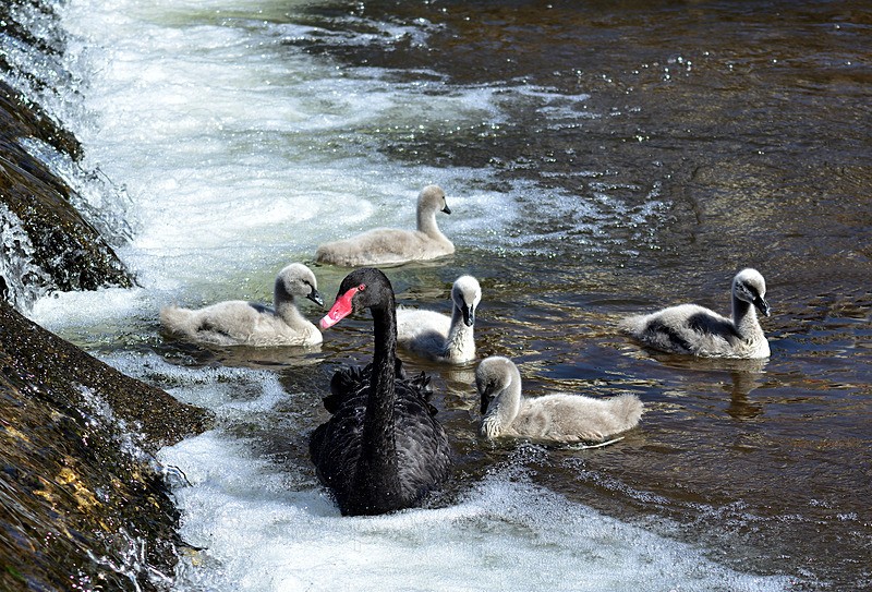 Black Swan and cygnets at the weir Dawlish 2 - Dawlish (mainly black swans)