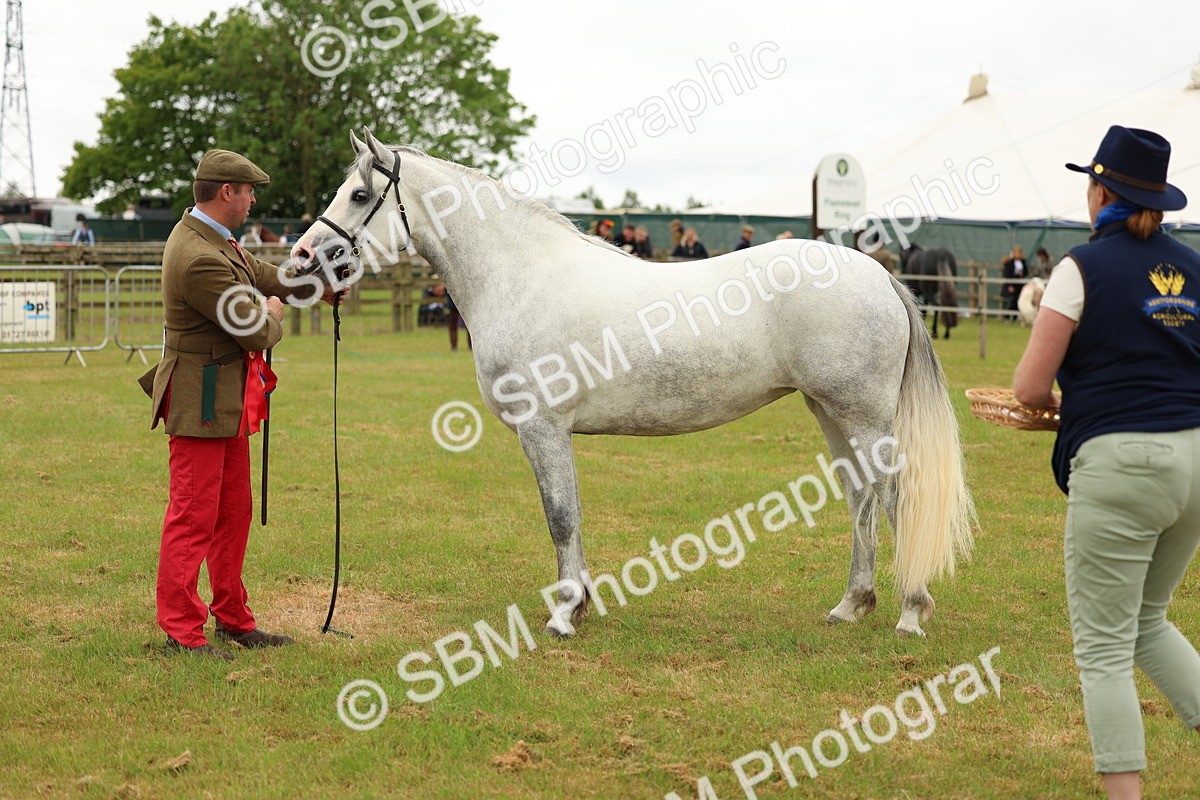 SBM_04291 - Class 64-67 - Shetland Pony In Hand