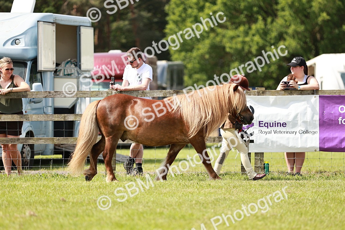 SBM_02478 - Class 14-23 - Mountain & Moorland In Hand Non Welsh