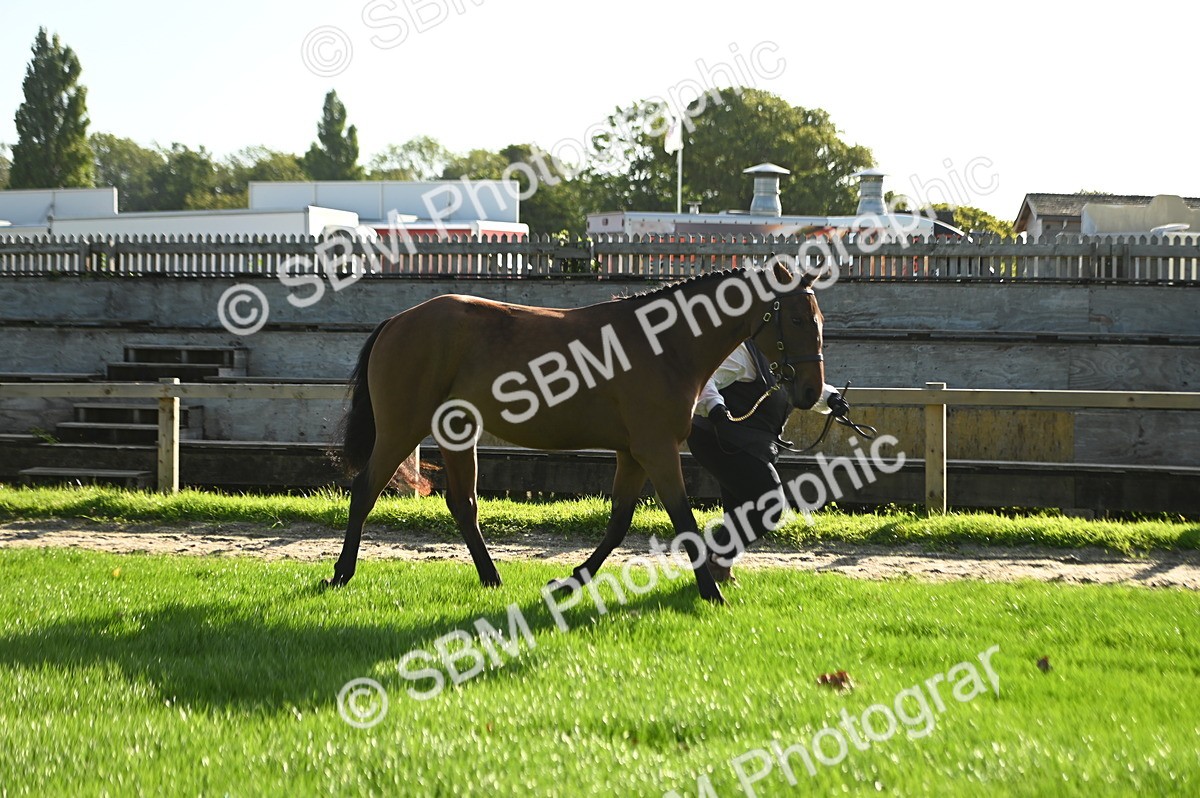 SBM_14722 - S1 - TSR in Hand Horse & Pony Showing