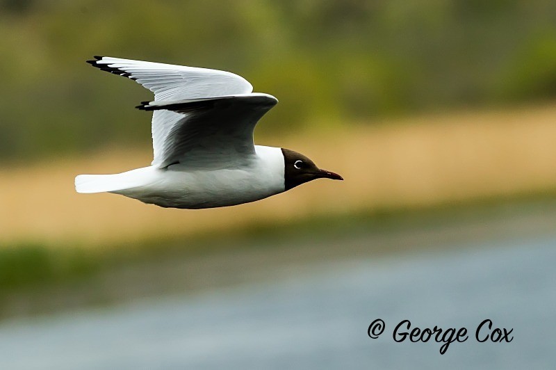 Black Headed Gull in Flight - Birds in Flight