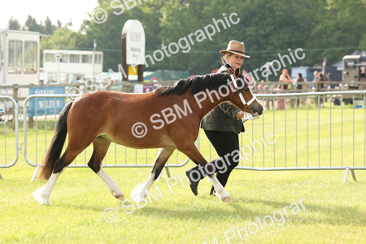 SBM_00391 - Class 6-13 - Mountatin and Moorland In Hand Welsh Breeds