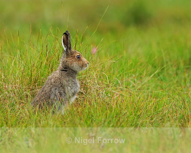 Mountain Hare, Cairngorms, Scotland - Hare