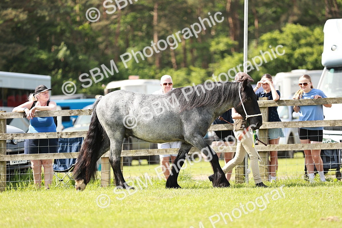 SBM_02482 - Class 14-23 - Mountain & Moorland In Hand Non Welsh