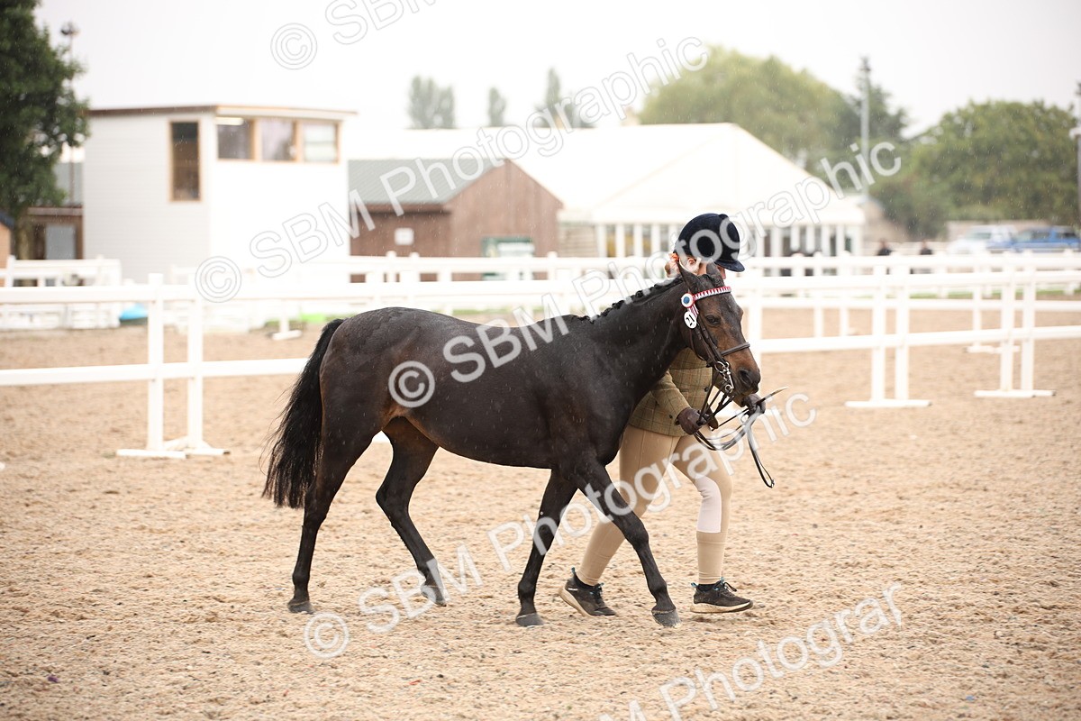SBM_20121 - Class 702 - IH  Show Horse Pony